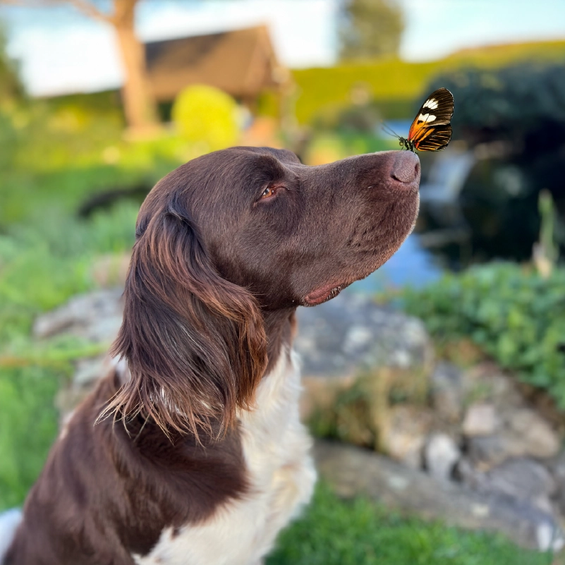 Silver, le chien qui représente l'histoire Memorya