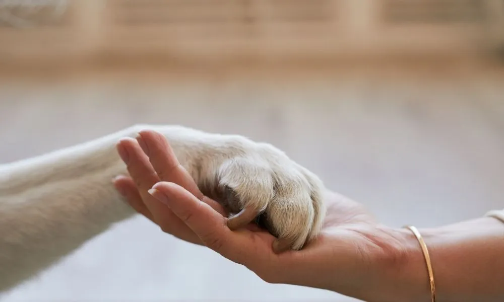 Deuil de son chien : quels mots peuvent venir adoucir la douleur ?