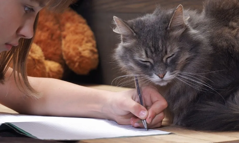 Faire le deuil de son animal