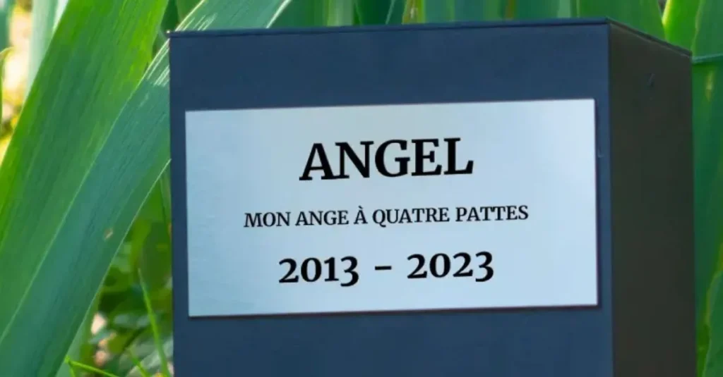 Quelles citations sont les plus appropriées pour le deuil de votre chien ?