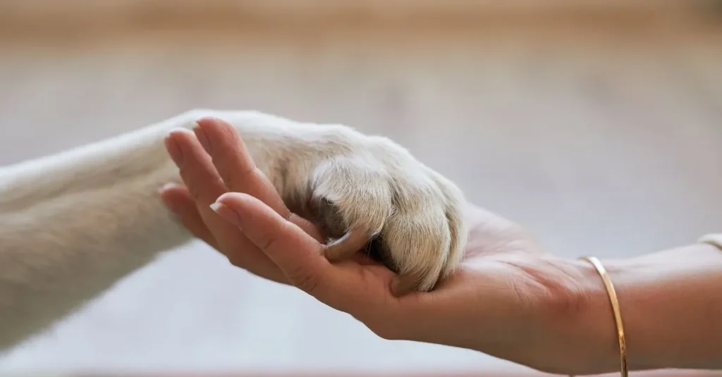 Anima décédé : que faire ? Quelles démarches ?