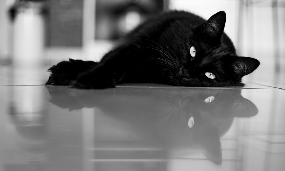 Quels sont les facteurs qui influencent les tarifs pour l'incinération d'un chat