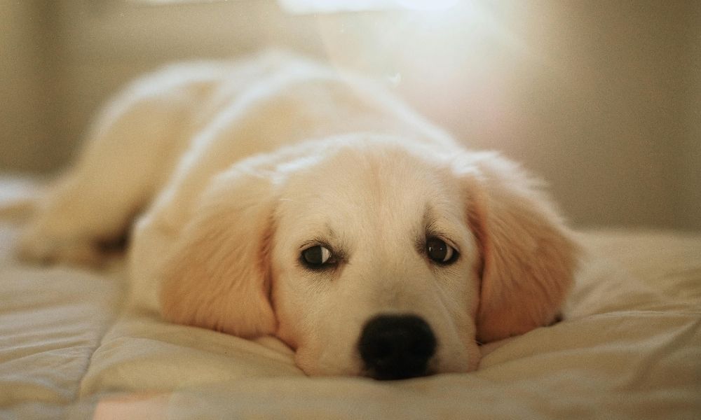 Adopter un chien après le décès de son animal