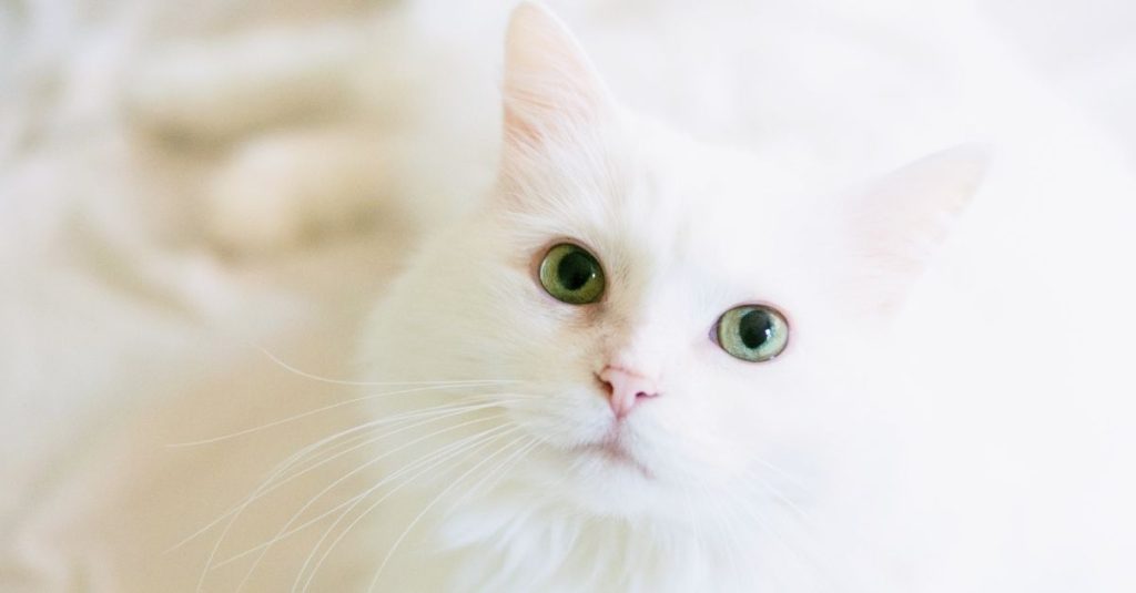 Quel est le prix pour l'incinération d'un chat ?