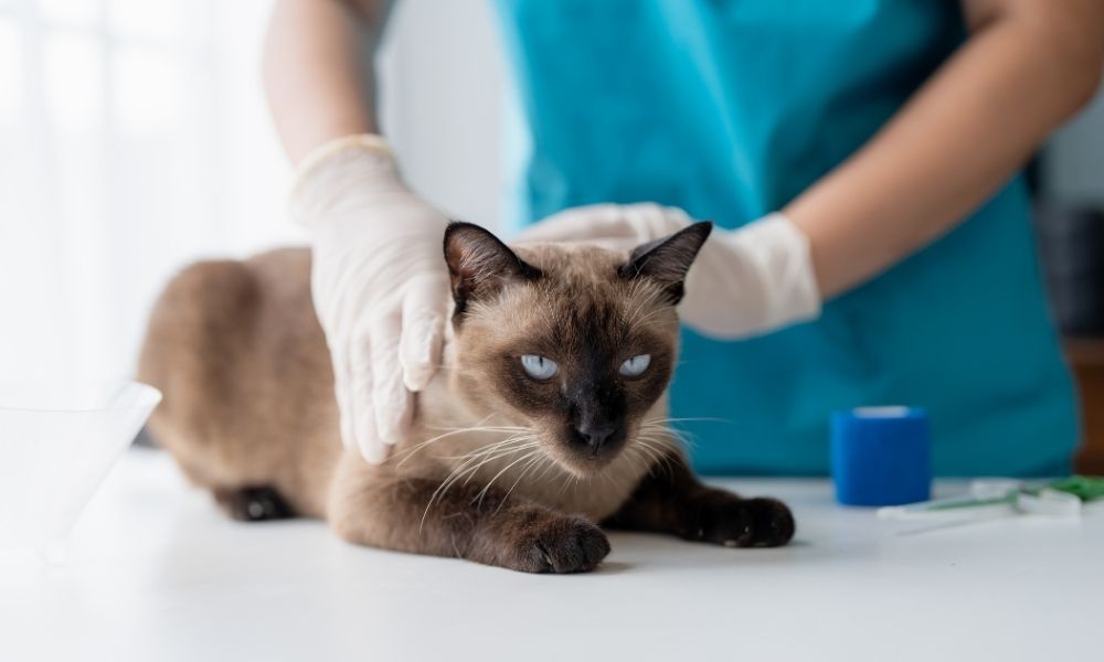Le vétérinaire peut vous accompagner pour la crémation de votre chat
