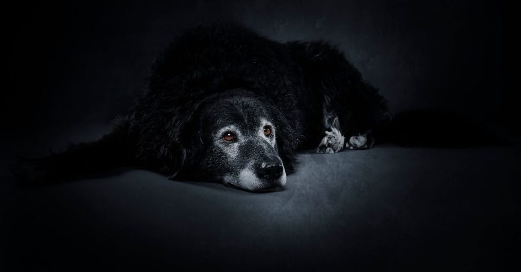 Euthanasie chien : une décision difficile