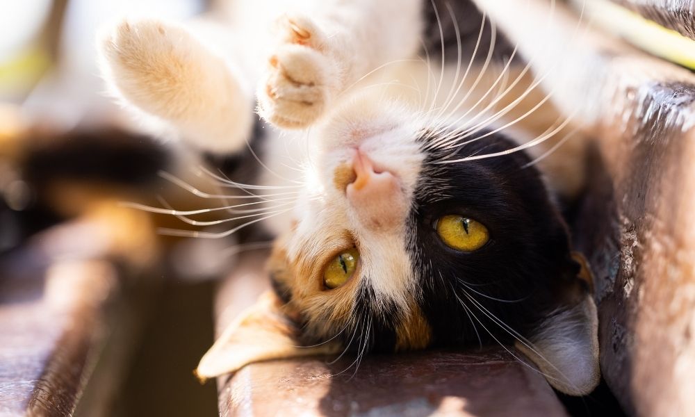 Trouver une citation en fonction du caractère de son chat