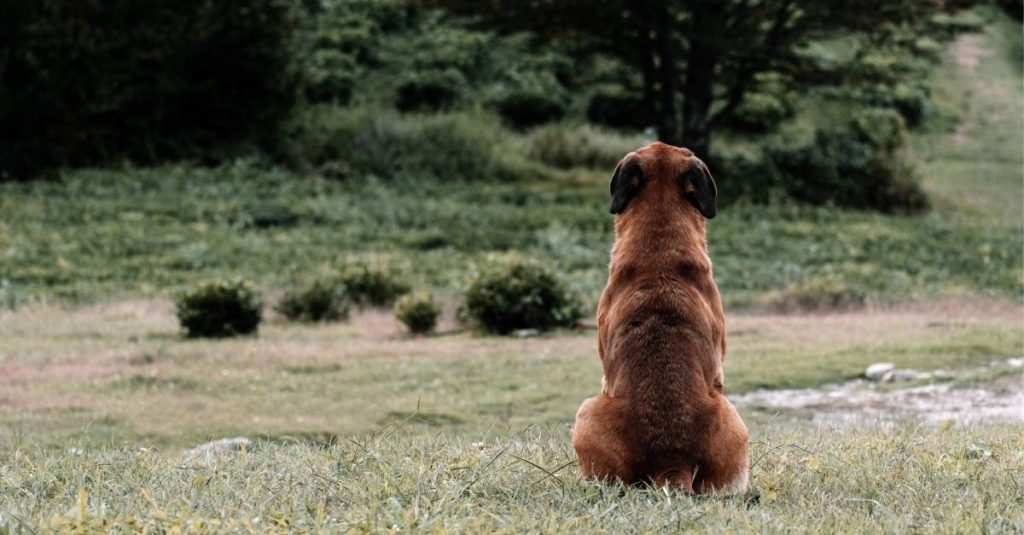 Quel est le prix pour l'incinération d'un chien ? Comment choisir dans ces moments douloureux ?